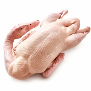 Duck / হাঁস