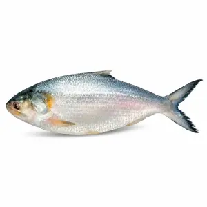 Hilsa Fish —ইলিশ মাছ